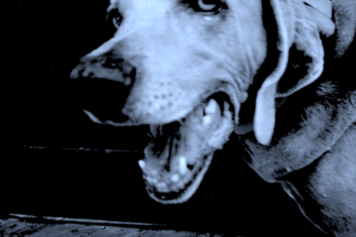 Sesión de solo mascota